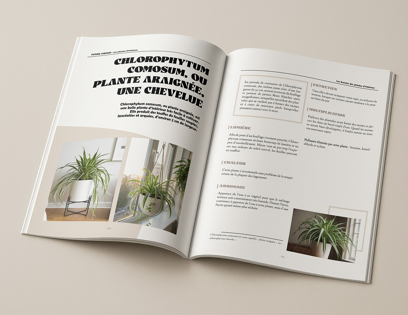 Projet mise en page magazine